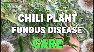 🌶️ Beginner's Guide to Controlling Fungal Diseases in Chili Pepper Plants