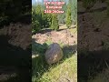 🇺🇦 Туя західна Колумна 240–260 см Thuja occidentalis 'Columna' — найвища колоновидна туя від 7 до 9м