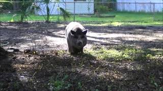 Pepper the Pig is So Cute When She Runs!