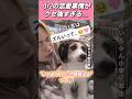 無自覚モテ女子の破壊力🩷(※犬です) #モテ女子 #犬のいる暮らし #癒し #あざとい #shorts