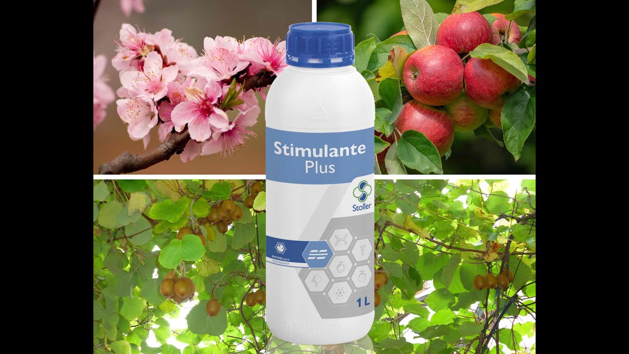 Ομοιόμορφη Ανθοφορία & Καρποφορία με το STIMULANTE PLUS