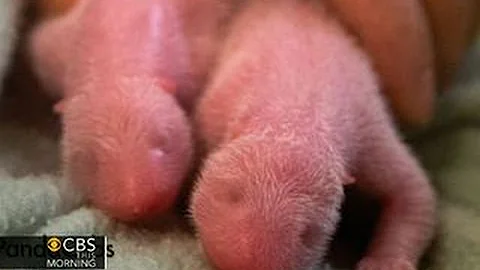 Giant panda twins born at Zoo Atlanta - DayDayNews