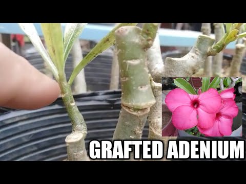 Video: Pag-aalaga sa Halaman ng Desert Rose - Matuto ng Ilang Tip sa Paglaki ng Adenium Desert Rose