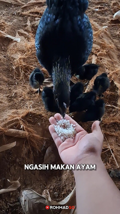 Do you guys have chickens? #rohmadso #comedy #shortsvideo