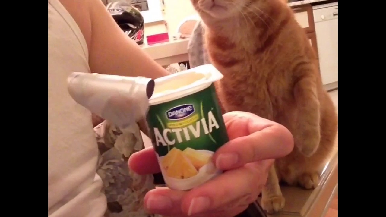 kedi aç şişman kedi YouTube