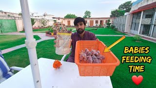 Mey Bacho Ko Handfeed Kesy Krata hu 🐣 How To Handfeed Baby Parrots 😍