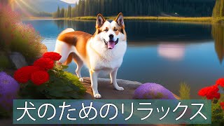 2 時間のドッグ TV - 犬のための非常に面白いビデオ! by 犬のリラックスタイム 17 views 1 year ago 1 hour, 59 minutes