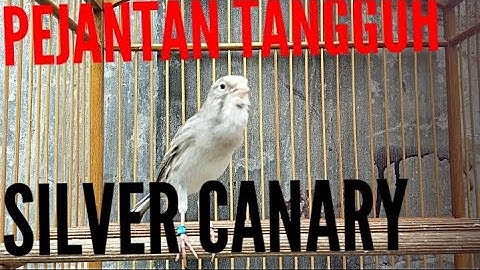 #CANARY SINGING 27 | DEPENDABLE WALNUT STUD 3