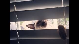 The 445 Worst Cats In History