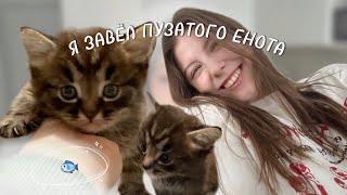 КАК ИЗМЕНИЛАСЬ МОЯ ЖИЗНЬ С ПОЯВЛЕНИЕМ КОТЁНКА.😣 Стоит ли заводить домашнего питомца?🐈🫠