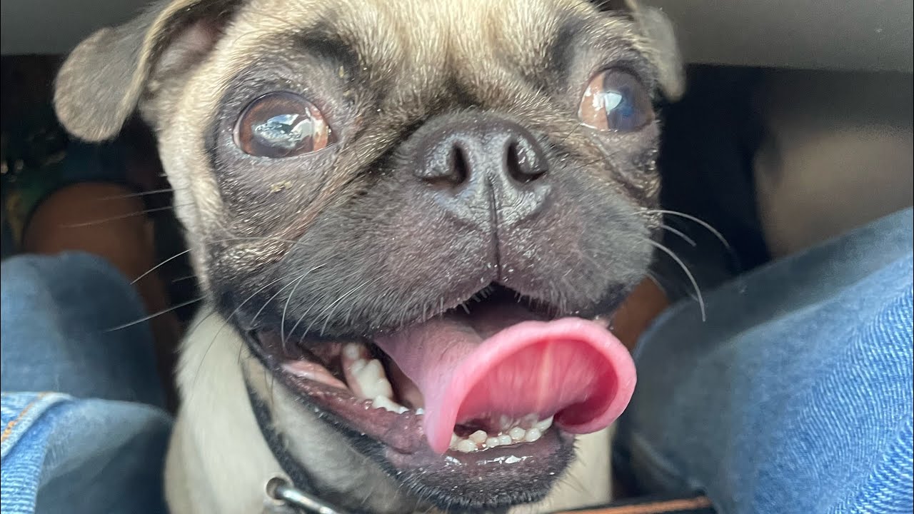 How to treat dog’s ear mites or bacteria. Getting rid of dogs ear mites