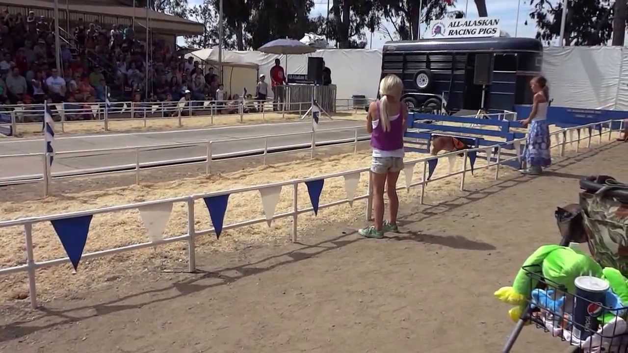 OC Fair All Alaskan Pig Hurdle Race