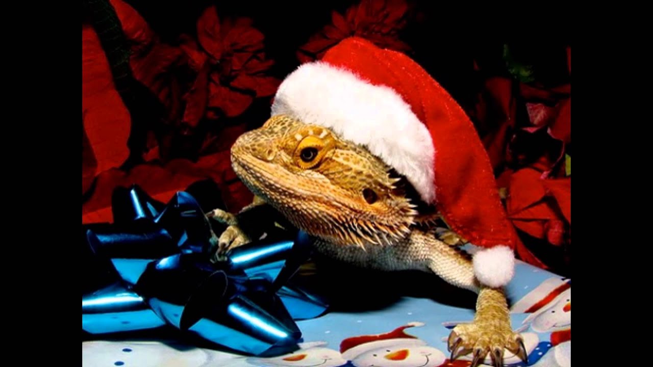 Bearded Dragon Christmas Montage YouTube