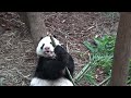 Giant Pandas Kai Kai & Jia Jia
