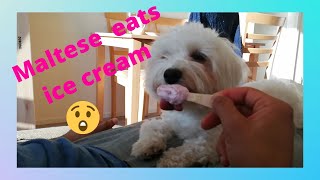 Dog eating ice cream for the first time! by Halus The Maltese 280 views 3 years ago 1 minute, 59 seconds