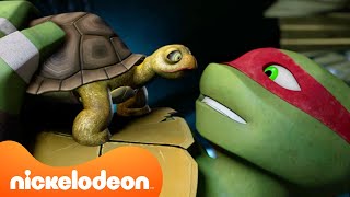 Tmnt Wojownicze Żółwie Ninja Żółwie Przygarniają Zwierzaki Nickelodeon Polska