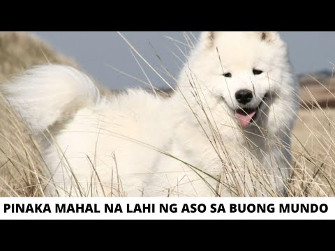 Video: Ang Mga Blue Dog Ng Aso Ng Canine World