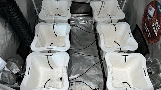 The Bucket Company 3 Gallon, 6 Pot Setup. Review & What’s Needed For This Setup