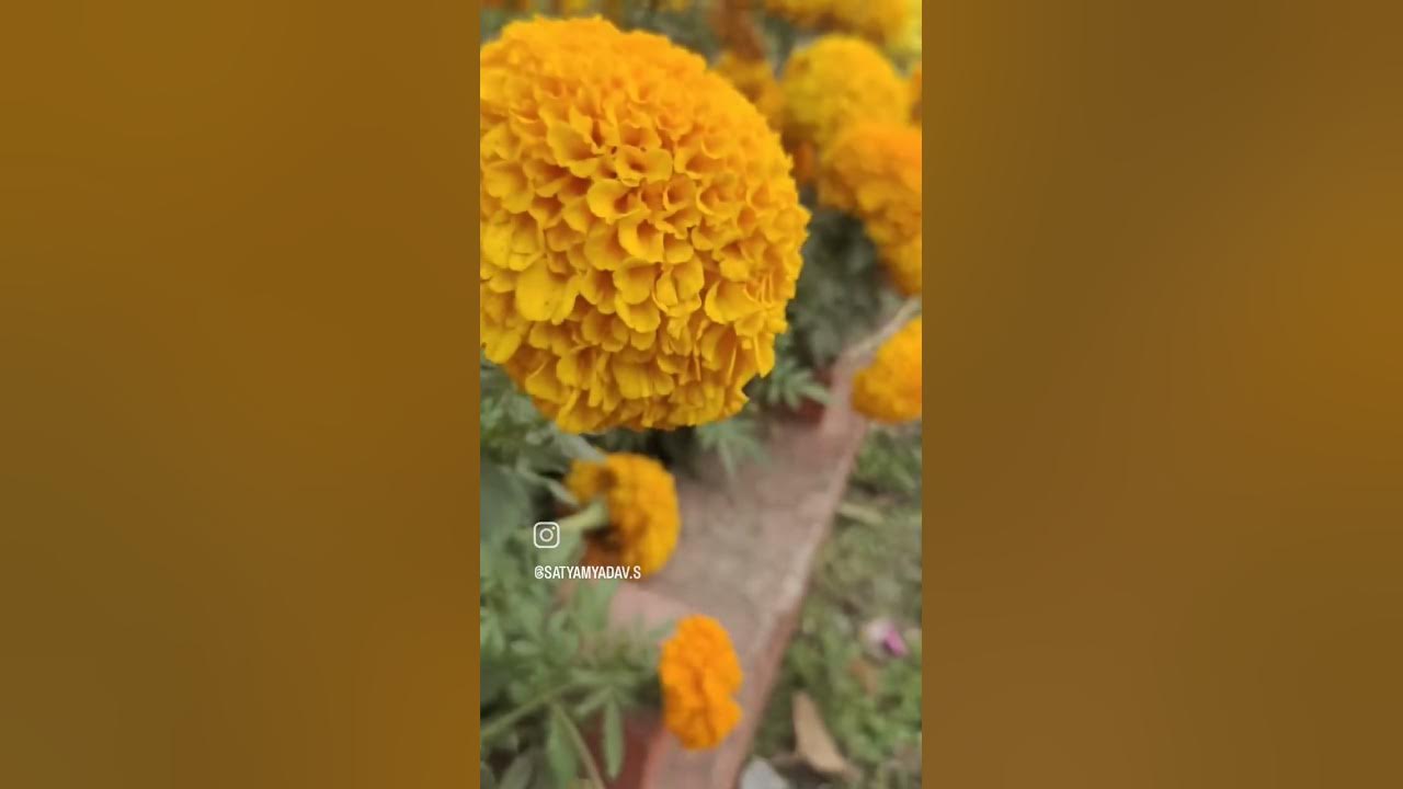 KJS cement Plant maihar BROTHERsproductionofficial7395 YouTube