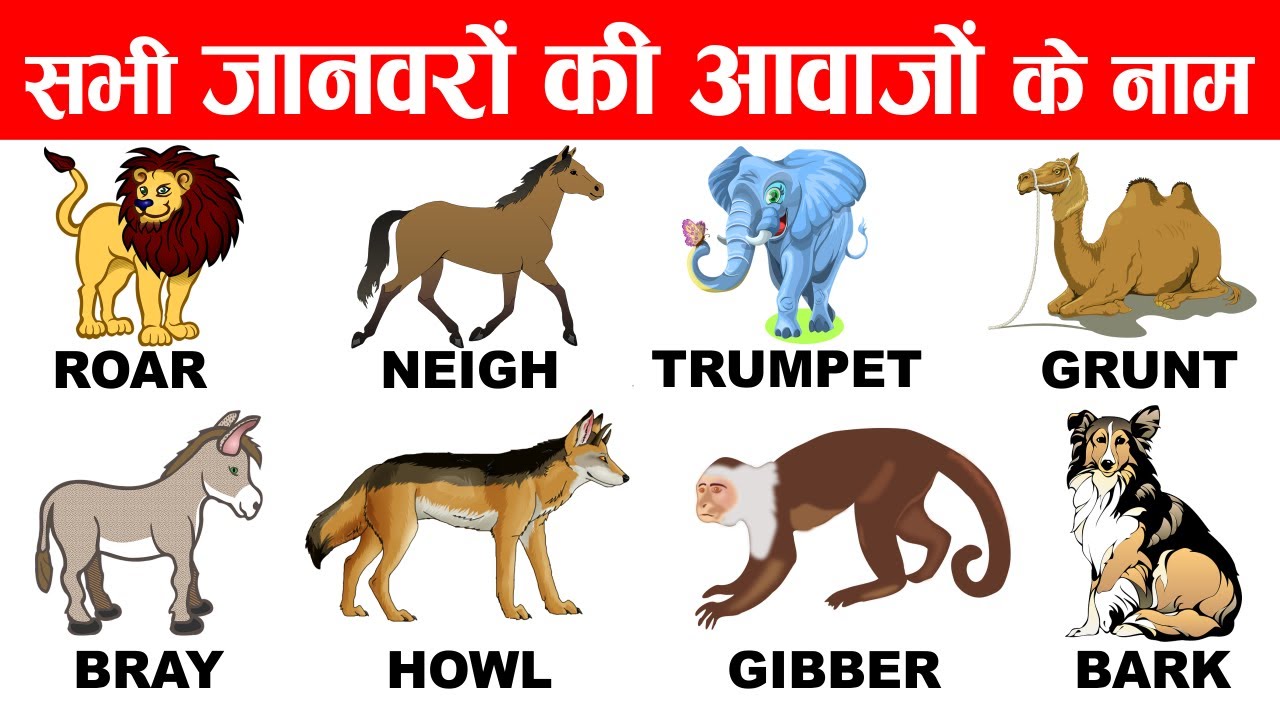 Sounds of animals in hindi and english
