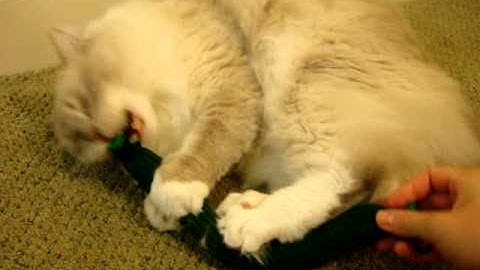 Tipsy Nip Tickle Pickle Cat Catnip Toy Review