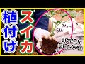 【第２回】スイカがすくすく育つ苗の植え方・簡単に甘くするスイカの育て方