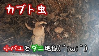 カブト虫は生まれたが....小バエとダニ地獄(´;ω;｀)