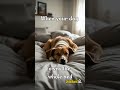 Dog Takes Over the Bed 😂🐶 #memetok #pets #animalmeme #dogmeme #funnyshorts #funnypets
