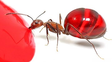 The Craziest Insect Videos On The Internet!