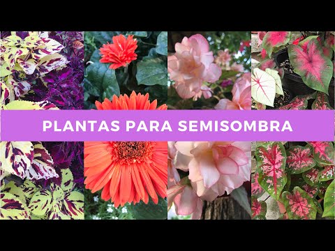 PLANTAS para SEMISOMBRA