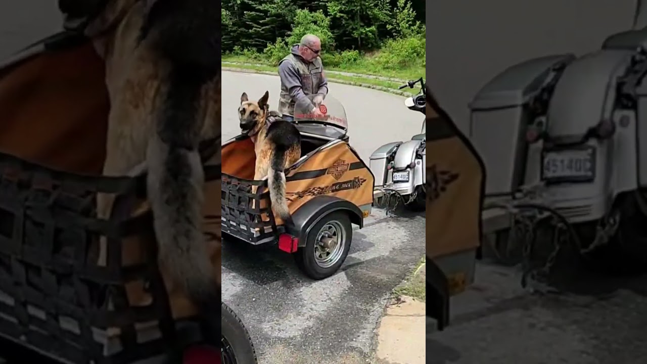 The best dog bike trailer 😍