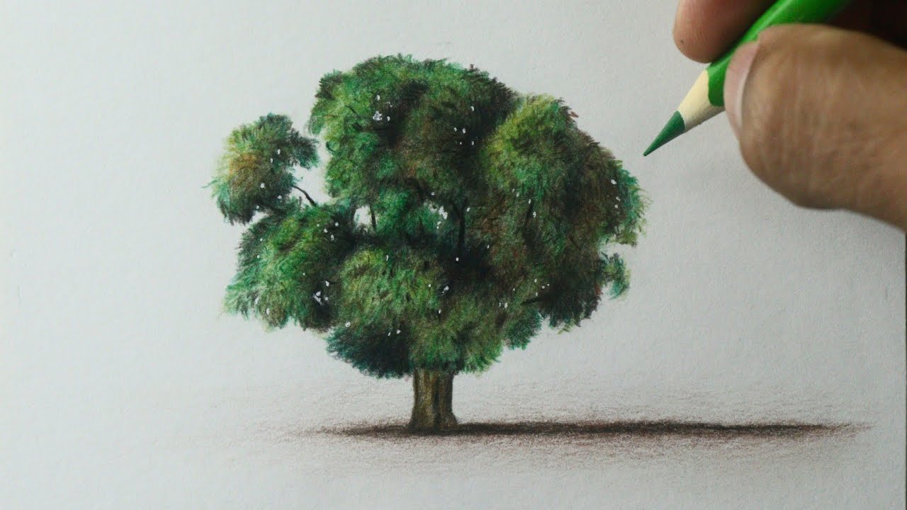 Como desenhar uma Árvore realista PASSO A PASSO narrado - YouTube