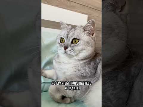 Почему кошка смотрит на хозяина, пока он спит #коты #кот #котики
