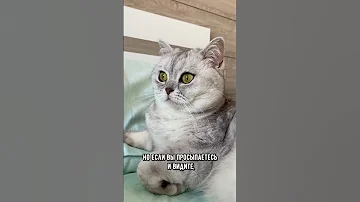 Почему кошка смотрит на хозяина, пока он спит #коты #кот #котики