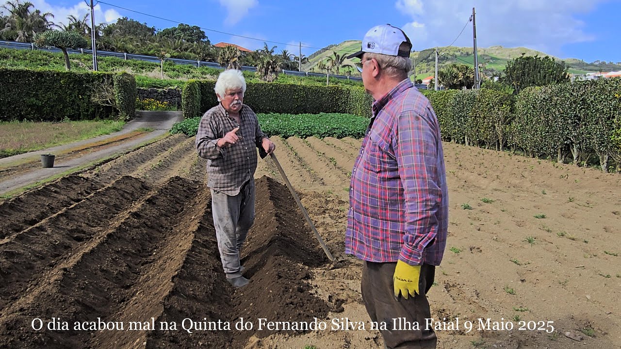 O dia acabou mal na Quinta do Fernando Silva na Ilha Faial 9 Maio 2025