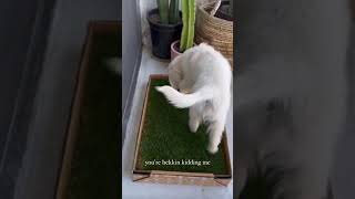 Famous FRESH PATCH of GRASS for PUPPIES 🐶🌱 Wealth