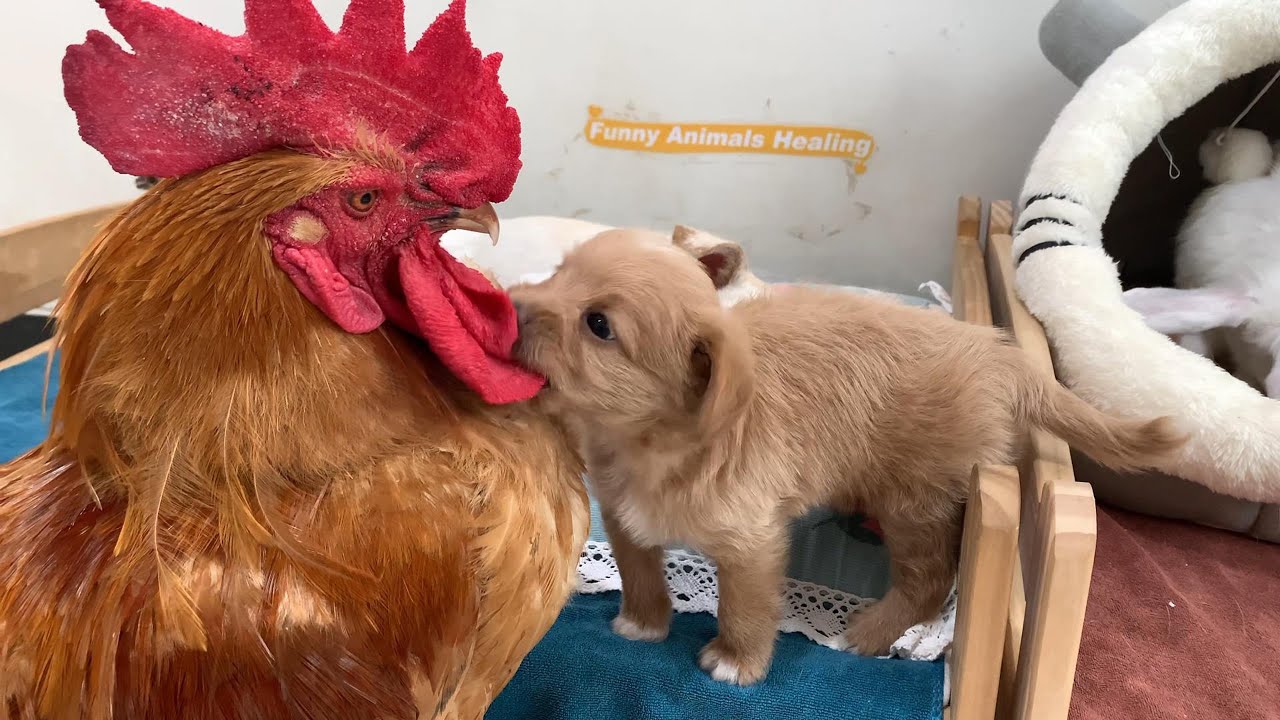 The puppy and the hen are having an affair, and the rooster is very angry!. So cute and funny!