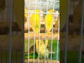 budgies bird#cocatail bird#parrot#exotic birds#bird lover#pet lover#mini zoo#fish lover#dog lovers🐋🐠
