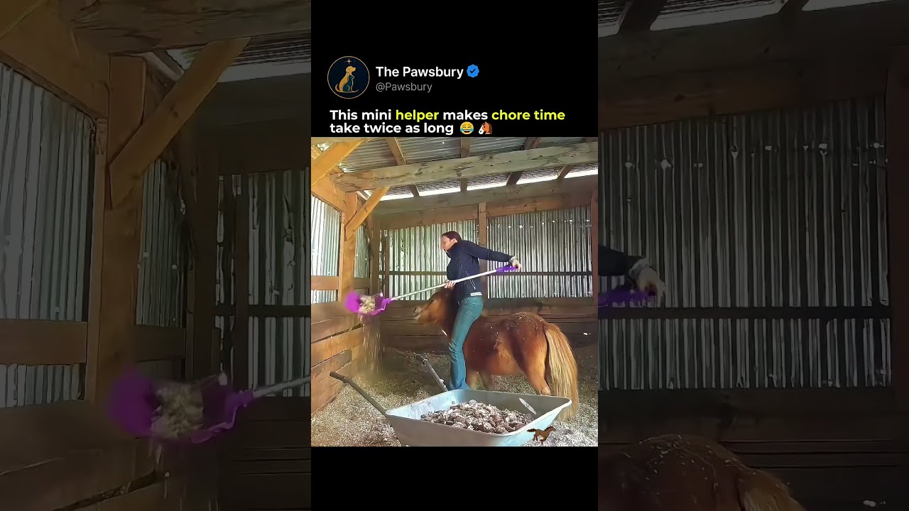 Mini Fjord "Helps" With Chores 😂 #horse# shorts