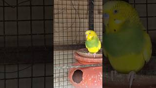 DAY 197 - BEUTIFUL BUDGIES INTRESTING FACTS #budgielovers #budgiediet #birdcare #budgiebreedingtips