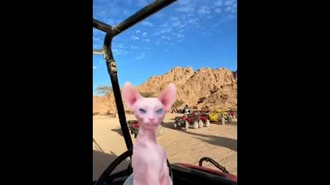 Video 7366741: sphynx cat funnycat, sphinx cat cute funny, cat dance funny sphynx, sphynx cats travel, sphynx cat living, nice cat funny