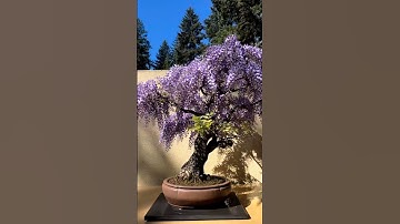 Tử đằng thân gỗ các bác có thể làm cây bonsai hay để dáng trực đều được ☎️: 092.391.6866