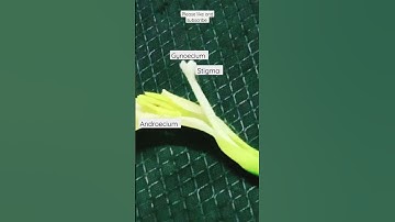 Flower parts 🤯🔎#new #viral #trending #shorts #ytshorts #flower #flowers