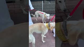 Saluki Young Male & Female | Saluki In United Arab Emirates | Beautiful Breed | Abu Dhabi Dubai.#dog