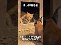 ウサギ隠して戦うの見てよ なんか涙出るわ