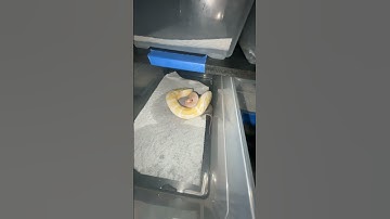 Albino female first feeding with us #shortsvideo #snake #ballpython #pet #reptiles #albino #shorts