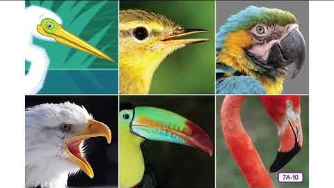 Day 10- Birds: Wings and Feathers