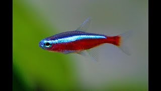 How Much Filtration Does Your Aquarium Actually Need?