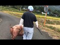 ストールの豚が行方不明