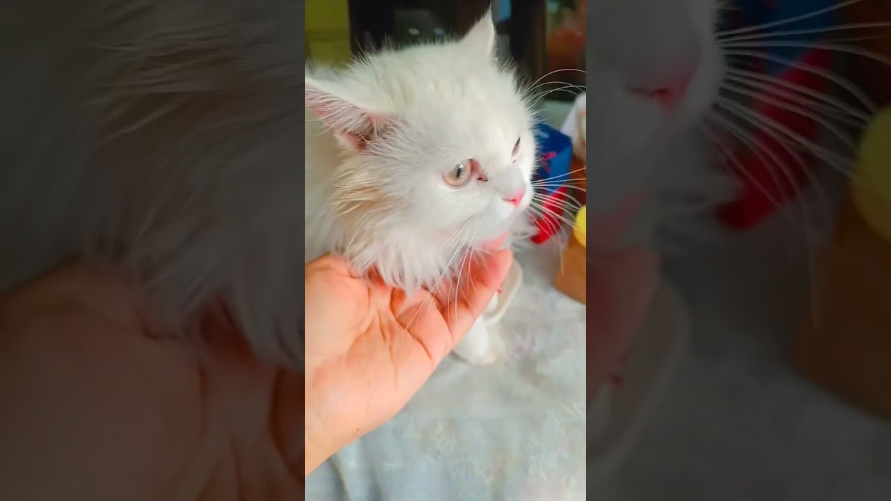 chef cat makes coffee & toast 